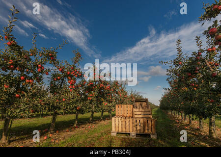 Cassette in frutteto pieno di alberi di mele con mele mature pronte per il raccolto Foto Stock