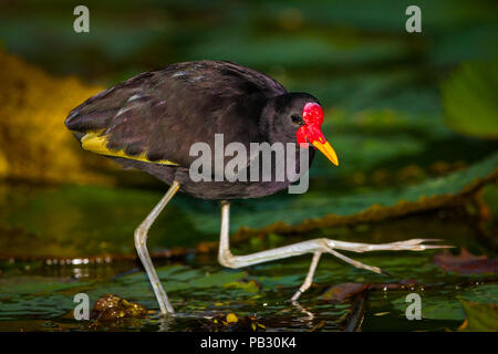 Wattled Jacana camminando sul giglio di acqua foglie, Rio Chagres, parco nazionale di Soberania, Repubblica di Panama. Foto Stock