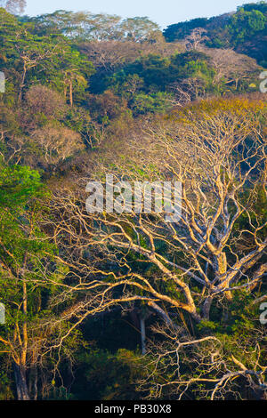 Paesaggio di Panama con luce serale sulla foresta pluviale nel parco nazionale di Soberania, Repubblica di Panama, America Centrale. Foto Stock