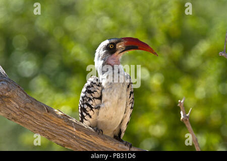 Il Ruaha rosso-fatturati Hornbill è ormai riconosciuto come una specie distinta, endemico della parte centrale della Tanzania. Foto Stock