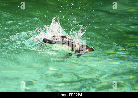 Un pinguino di Humboldt prende un tuffo in piscina alla spiaggia dei pinguini allo Zoo di Londra in Regent's Park di Londra, come le temperature sono attesi per colpire 35C oggi come l'ondata di caldo continua in tutto il Regno Unito. Foto Stock