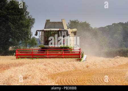 Edwinstowe, Nottinghamshire, Regno Unito. Xxv Luglio 2018, Nottinghamshire agricoltore la raccolta di cereali. Il raccolto del Regno Unito è ben al di sotto del titolo a partire fino a due settimane prima rispetto a quello normale e molti allevatori del Regno Unito si aspettano di riduzione delle rese di cereali a causa del prolungato asciutto e caldo. Credito: Mark fecce/Alamy Live News Foto Stock