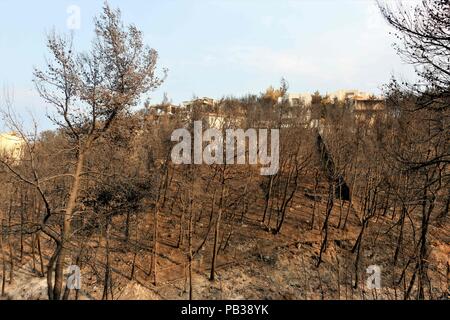 Atene, Grecia. Xxv Luglio, 2018. Bruciato alberi da foresta incendi.Le conseguenze della distruzione dagli incendi boschivi in mati e Neos Voutsas regioni di Attiki con più di 80 morti e un inimmaginabile distruzione di proprietà. Credito: Helen Paroglou SOPA/images/ZUMA filo/Alamy Live News Foto Stock