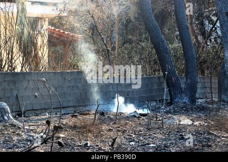 Atene, Grecia. Xxv Luglio, 2018. Bruciato alberi da foresta incendi.Le conseguenze della distruzione dagli incendi boschivi in mati e Neos Voutsas regioni di Attiki con più di 80 morti e un inimmaginabile distruzione di proprietà. Credito: Helen Paroglou SOPA/images/ZUMA filo/Alamy Live News Foto Stock