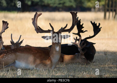 Bushy Park Londra England Regno Unito. Il 26 luglio 2018. Regno Unito Meteo: un allevamento di daini cercando di conservare al fresco all'ombra di un albero a Bushy Park South West London su un altro caldo giorno d'estate. Credito: Julia Gavin/Alamy Live News Foto Stock