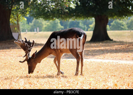 Bushy Park Londra England Regno Unito. Il 26 luglio 2018. Regno Unito Meteo: un capriolo cervo cerca di cibo sull'erba secca a Bushy Park South West London su un altro caldo giorno d'estate. Credito: Julia Gavin/Alamy Live News Foto Stock