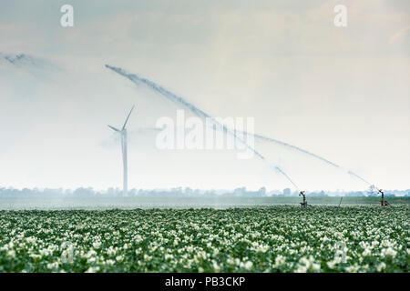 Sutton Gault, Cambridgeshire Regno Unito il 26 luglio 2018. Getti di acqua da impianti di irrigazione e nuvole temporalesche al di sopra di un campo di patate nel piatto paesaggio delle paludi. Isolati temporali portato la prima pioggia in settimane come temperature al Fens è salito a circa 33 gradi centigradi nel proseguire l ondata di caldo, il giorno più caldo dell'anno finora. Credito: Julian Eales/Alamy Live News Foto Stock