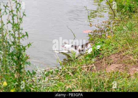 Bicolor white tabby cat la pesca in un lago. Il Cat-fisher catturato un piccolo pesce gatto Foto Stock