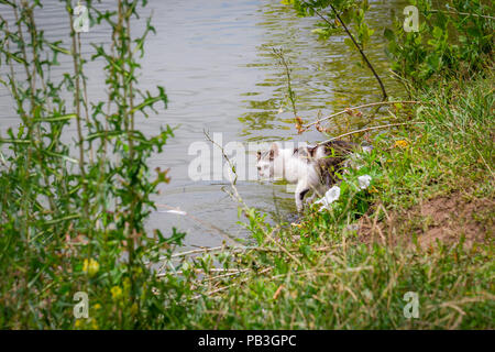 Bicolor white tabby cat la pesca in un lago. Il Cat-fisher catturato un piccolo pesce gatto Foto Stock