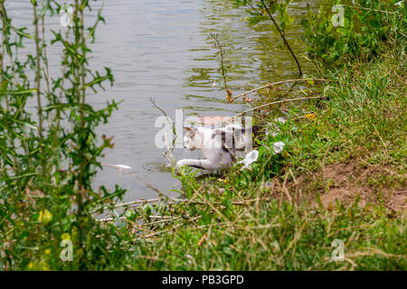 Bicolor white tabby cat la pesca in un lago. Il Cat-fisher catturato un piccolo pesce gatto Foto Stock