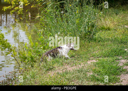 Bicolor white tabby cat la pesca in un lago. Il Cat-fisher catturato un piccolo pesce gatto Foto Stock