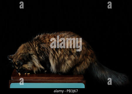 Gatto mangia su sfondo nero Foto Stock