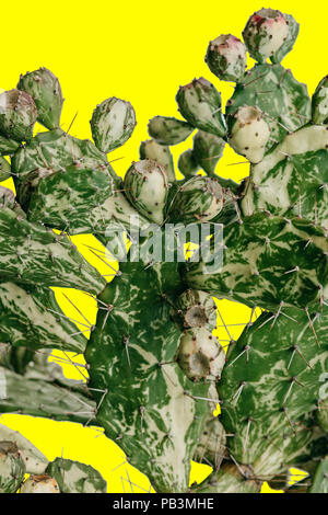 Cactus su sfondo giallo in stile minimale. Foto Stock