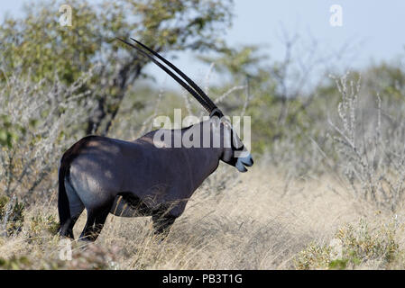 Un oryx sorge a lato della fotocamera con bocca leggermente aperta. Foto Stock