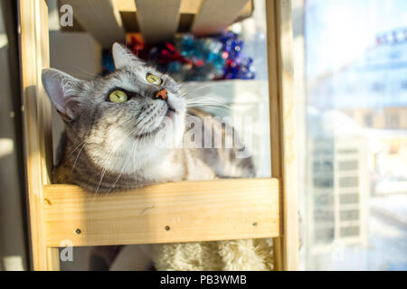 Simpatico ritratto di Scottish straight-orecchio Gatto sdraiato su un ripiano di legno guardando verso l'alto. Foto Stock