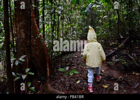 Un bambino a piedi attraverso una foresta pluviale via a Millaa Millaa falls, altopiano di Atherton, QLD, Australia Foto Stock