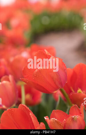 Chiudere rosso tulipano in giardino Foto Stock