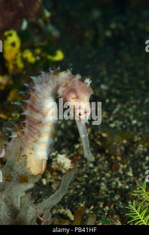 Dorniges Seepferdchen, spinoso cavalluccio marino (Hippocampus histrix), Bali, Tulamben Foto Stock