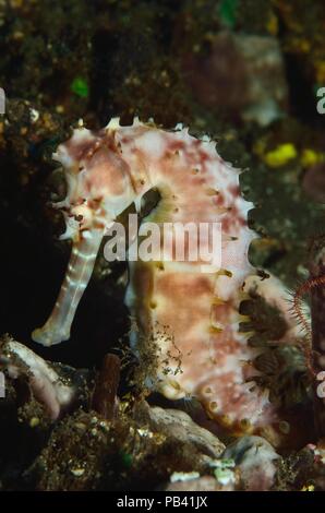 Dorniges Seepferdchen, spinoso cavalluccio marino (Hippocampus histrix), Bali, Tulamben Foto Stock