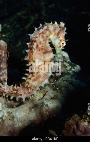 Dorniges Seepferdchen, spinoso cavalluccio marino (Hippocampus histrix), Bali, Tulamben Foto Stock