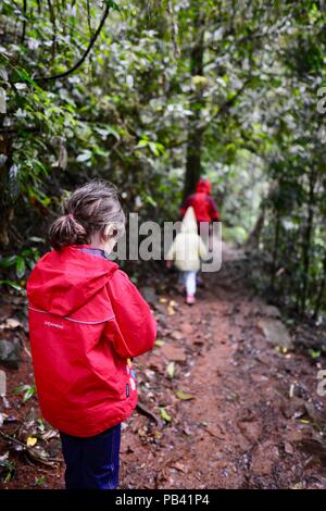 Un bambino a piedi attraverso una foresta pluviale via a Millaa Millaa falls, altopiano di Atherton, QLD, Australia Foto Stock