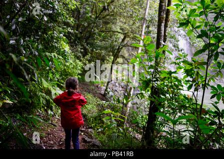 Un bambino a piedi attraverso una foresta pluviale via a Millaa Millaa falls, altopiano di Atherton, QLD, Australia Foto Stock