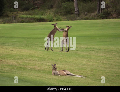 Due maschi i canguri australiani combattimenti nel campo di erba con canguro femmina di riposo in primo piano Foto Stock