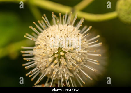 Cephalanthus occidentalis Foto Stock