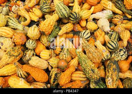 Primo piano di diverse varietà di zucche in diverse forme e colori su un mercato in Svizzera Foto Stock