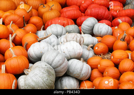Primo piano di diverse varietà di zucche in diverse forme e colori su un mercato in Svizzera Foto Stock