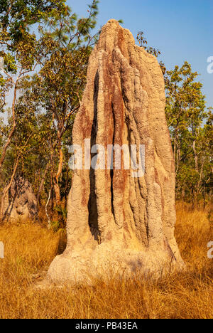 TERMITE magnetico tumuli, LICHFIELD NATIONAL PARK, TERRITORI DEL NORD, AUSTRALIA Foto Stock