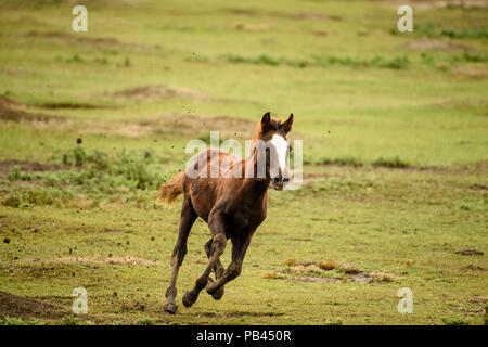 Cavalli selvatici (Equus ferus) o (Equus caballus ferus), Parco nazionale Theodore Roosevelt (Sud), il Dakota del Nord, STATI UNITI D'AMERICA Foto Stock