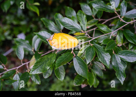 Impianto hamamelidaceae foglia d'albero lascia chiudere fino in giardino foglie scure Foto Stock