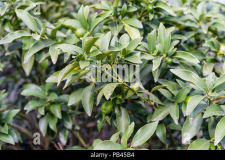 Foglie di Fortunella margarita rutacee ovale kumquat dalla Cina di piante di agrumi Foto Stock