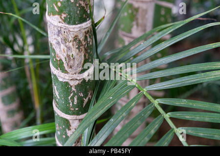 Foglie e tronco del dypsis lutescens arecaceae frutta gold palm dal Madagascar botanica tropicale Foto Stock