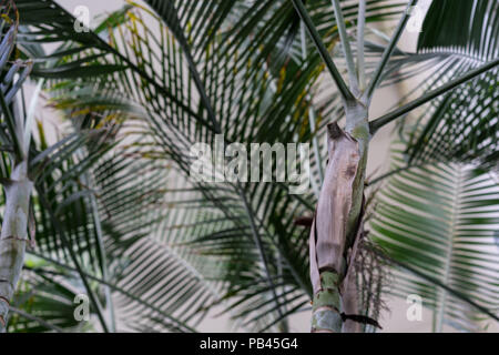 Foglie e tronco del dypsis lutescens arecaceae frutta gold palm dal Madagascar botanica tropicale Foto Stock