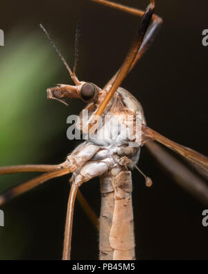 In prossimità di una gru Fly Foto Stock