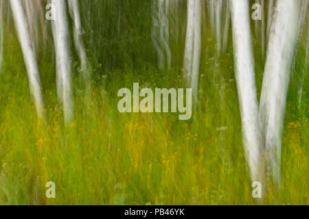 Late-summer flowers in a birch woodland, Greater Sudbury , Ontario, Canada Foto Stock