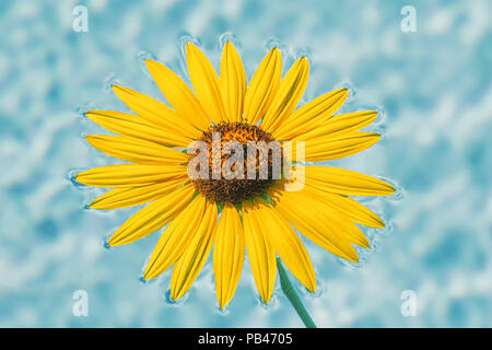 Girasole giallo nuoto su acqua Foto Stock