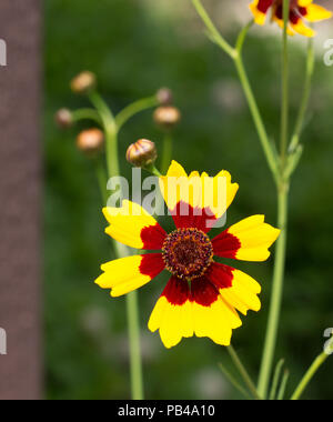 Un giallo e marrone rossiccio Coreopsis Tinctoria flower crogiolarsi al sole gloriosamente. Foto Stock