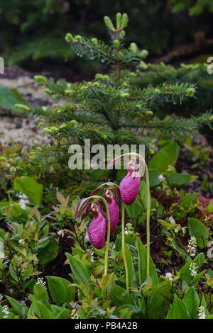 Rosa Ladyslippers (Cypripedium acaule), fioritura, Minnestoa, USA, da Bruce Montagne/Dembinsky Foto Assoc Foto Stock