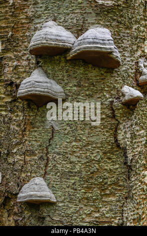 Ripiano funghi che crescono su albero morto, Michigan, Stati Uniti d'America, da Bruce Montagne/Dembinsky Foto Assoc Foto Stock