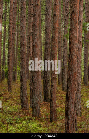 Red foresta di pini (Pinus resinosa) vicino minatore della spiaggia, Pictured Rocks NLS, MI, Stati Uniti d'America, da Bruce Montage/Dembinsky Foto Assoc Foto Stock