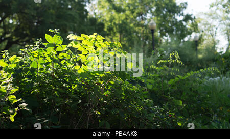 Questa fotografia cattura calda luce brilla sulla vegetazione su una perfetta giornata estiva in St James Park di Toronto. Foto Stock