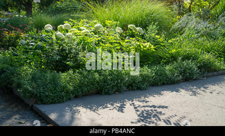 Questa fotografia cattura calda luce brilla sulla vegetazione su una perfetta giornata estiva in St James Park di Toronto. Foto Stock