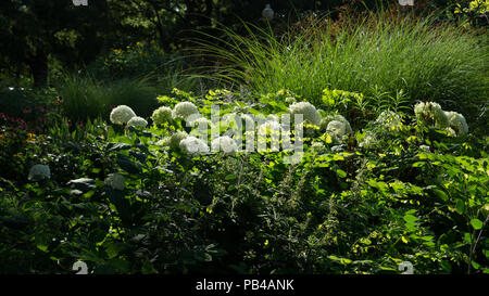 Questa fotografia cattura calda luce brilla sulla vegetazione su una perfetta giornata estiva in St James Park di Toronto. Foto Stock