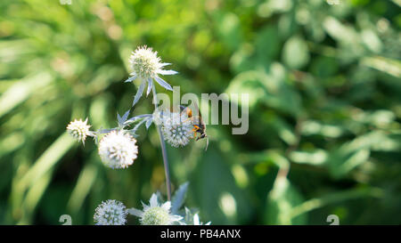 La fotografia cattura calda luce brillante su gemme di cardi in Allen Giardini, uno dei più antichi parchi di Toronto, mentre la bee è occupato al lavoro Foto Stock