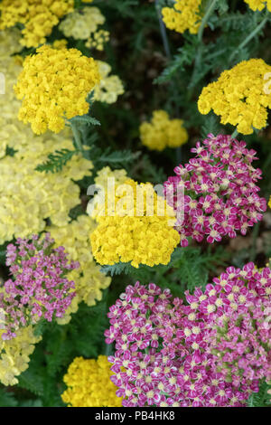 Achillea 'Little moonshine'. Achillea millefolium 'Little moonshine'. Yarrow Fiori Foto Stock