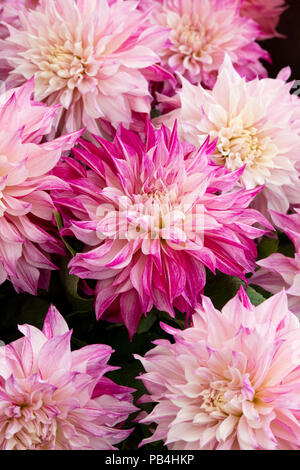 Dahlia 'cafe au lait royal' su un fiore visualizza. Regno Unito Foto Stock