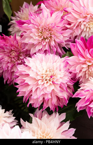 Dahlia 'cafe au lait royal' su un fiore visualizza. Regno Unito Foto Stock